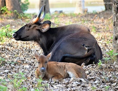 Gaur with Calf | Adrift Couple