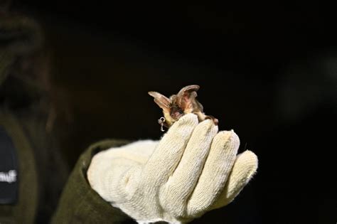 Bat Handling Ukrainian Bat Rehabilitation Center