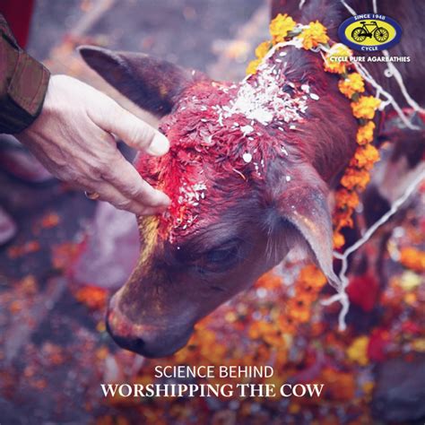 It is common knowledge that the cow is considered to be sacred in Hinduism. It symbolizes ...