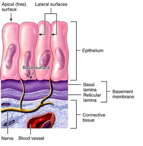 Chapter 4 Tissue Flashcards Quizlet