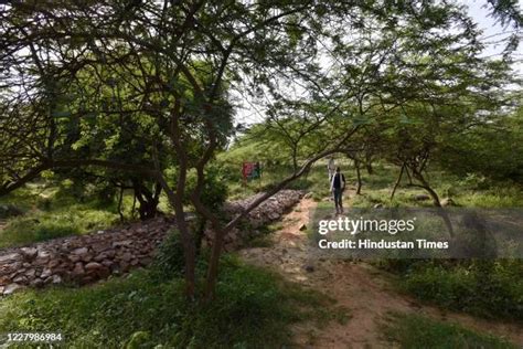 Asola Bhatti Wildlife Sanctuary Photos and Premium High Res Pictures - Getty Images