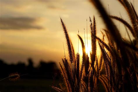 silhouette flowers grass sunset background 19081008 Stock Photo at Vecteezy