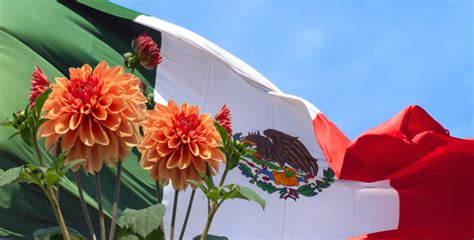 Dalia La Flor Representativa De México Revista Landuum