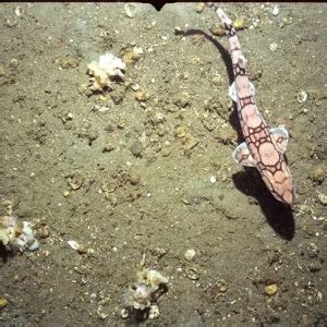 Chain catshark - Facts, Diet, Habitat & Pictures on Animalia.bio