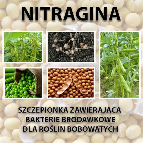 Nitragina – Zakład Mikrobiologii