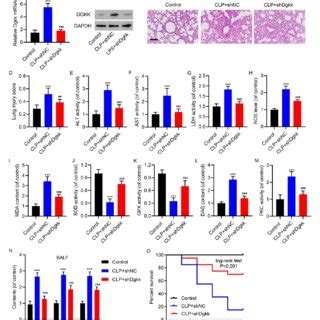 Dgkk Knockdown Attenuated Tissue Damage Oxidative Stress And