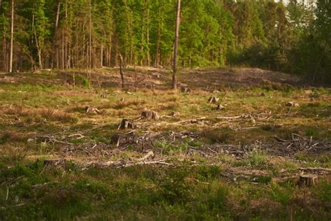 Premium Photo | Deforestation stumps show that overexploitation leads ...