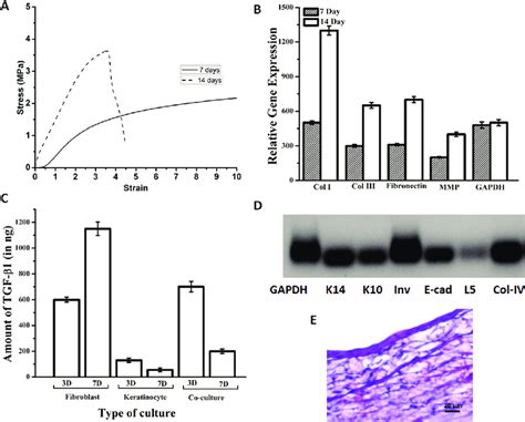 A Tensile Strength Of Fibroblast Seeded Bilayer Nanofibrous Scaffold Download Scientific