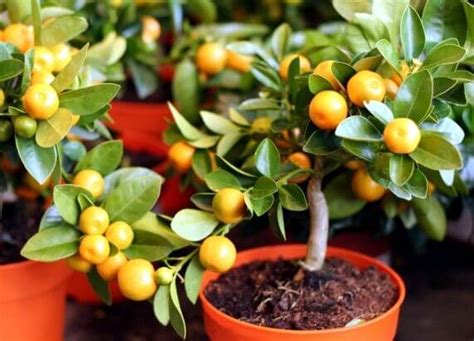 Arbres Fruitiers Que Vous Pouvez Faire Pousser Dans Des Pots