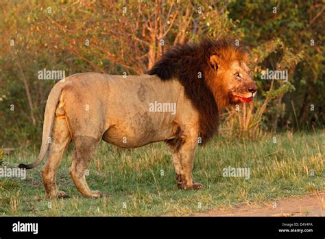 Huge Lion Hi Res Stock Photography And Images Alamy