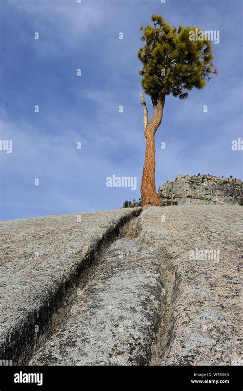 Jeffrey Pine Pinus Jeffreyi And Glacial Erratic Boulder Yosemite National Park California