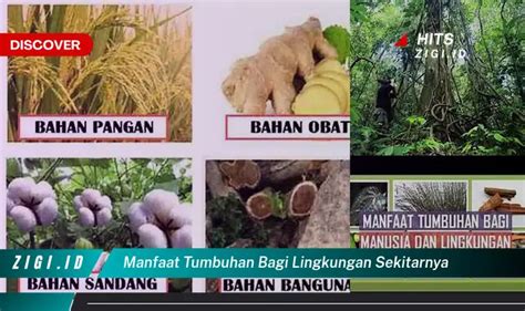 Temukan 5 Manfaat Berbuat Baik Terhadap Tumbuhan Yang Bikin Kamu Penasaran