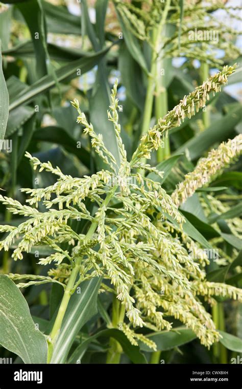 Zea Mays Female Flowers Hi Res Stock Photography And Images Alamy