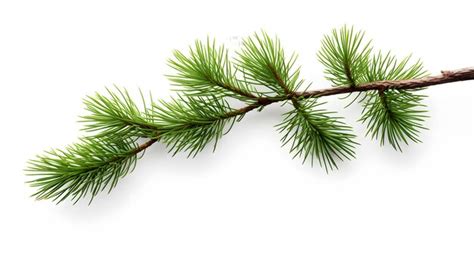 Premium Ai Image Pine Branch Isolated On White Background