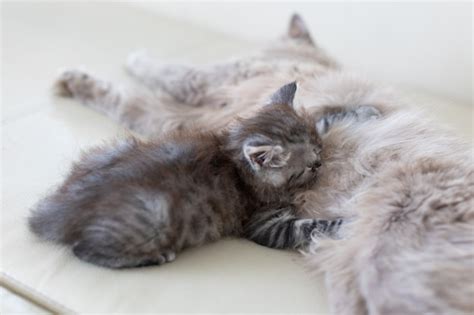 Premium Photo The Cat With The Kitten Lie On The Couch The Cat Feeds