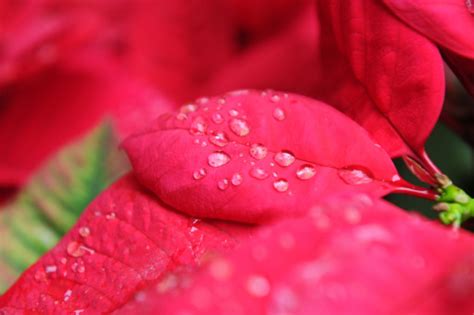 Banco de imagens ramo orvalho plantar folha flor pétala