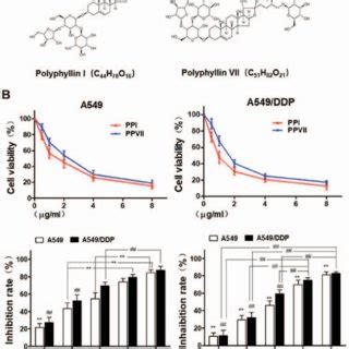 PPI And PPVII Induce Cytotoxicity In A549 And A549 DDP Cells A