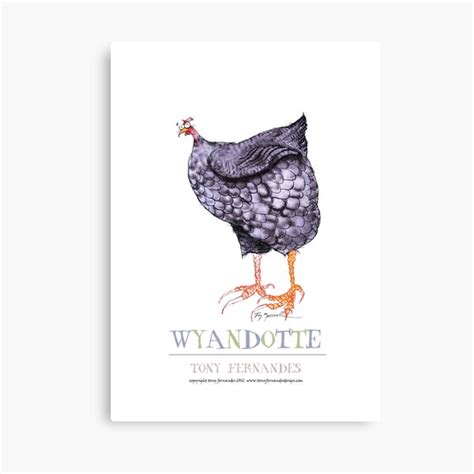 Wyandotte Canvas Prints Redbubble