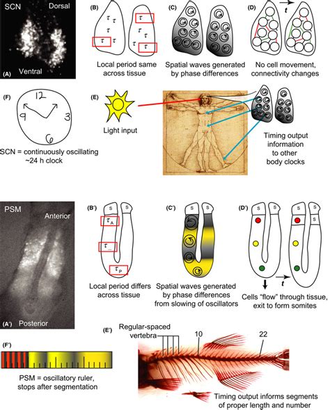 Differences Between The Suprachiasmatic Nucleus Scn And Presomitic