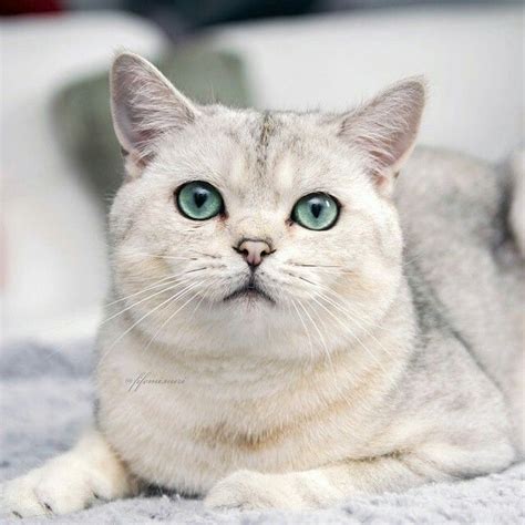 Burmilla | Beautiful cats, Pretty cats, Burmilla cat