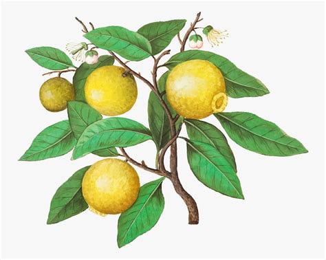 Lemon Tree Poster Vectors And Illustrations For Free Download