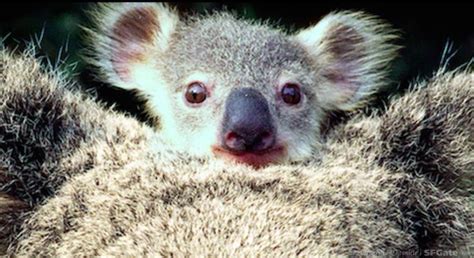 Adorable Baby Koala Surprise