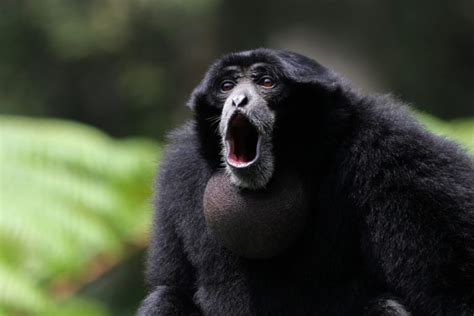 Siamangs Unraveling The Secrets Of Largest Gibbons