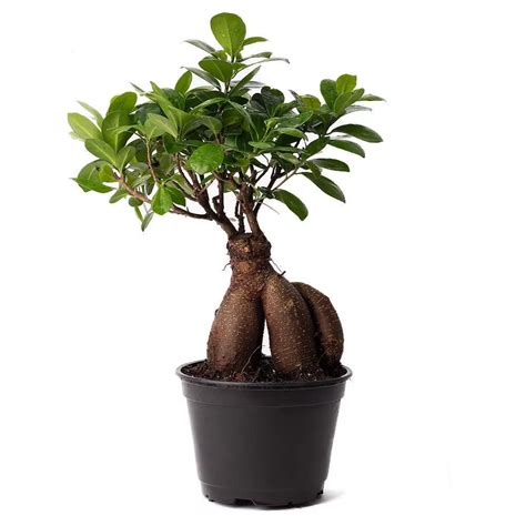 Lucky Indoor Plants That Bring Prosperity And Fortune