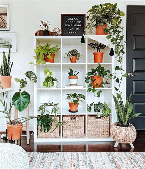 Fotos Cómo decorar tu casa con plantas de interior fichamos las ideas