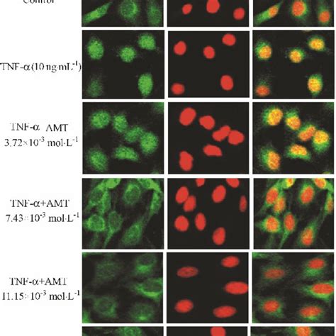 Effect Of Amt On Nf κb Activation Of Huvec Induced By Tnf α Nf κbp65