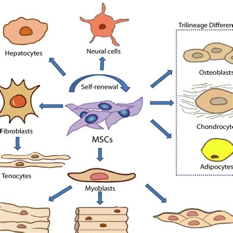 Clinical Applications Of MSCs The Avascular Necrosis Of The Hip Is A