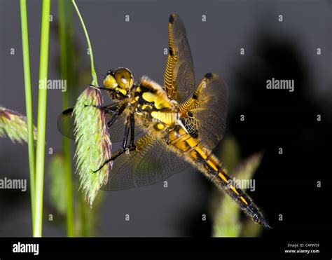 Four Spotted Chaser Dragonfly Stock Photo Alamy