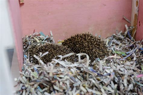 Long Stratton Woman Sets Up Hedgehog Rescue