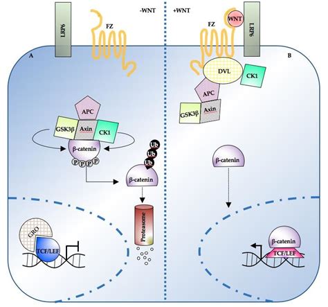 Overview Of The Wntβ Catenin Pathway Topology A In The Absence Of