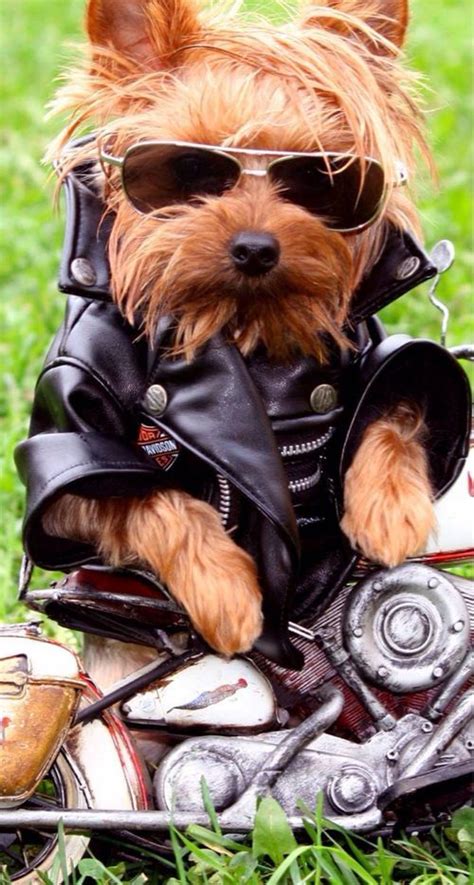 Yorkie Bad Boy Cute Little Dogs Funny Animals Funny Dog Pictures