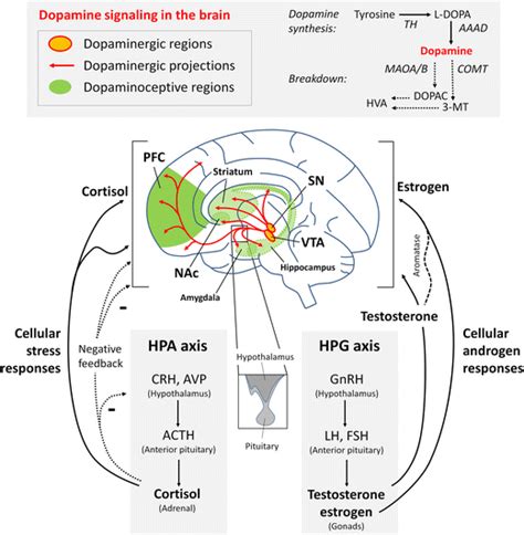 Impacts Of Stress And Sex Hormones On Dopamine Neurotransmission In The Adolescent Brain