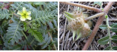 How You Can Help Reduce Caltrop In Gawler Town Of Gawler Council