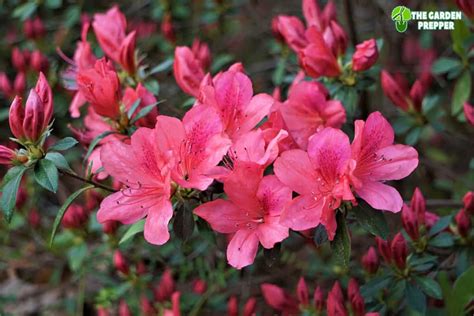 What Is The Best Time To Plant Azaleas In Georgia