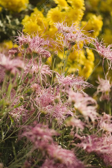 Chrysanthemum Chrysanthemum X Morifolium Wisp Of Pink Flowers