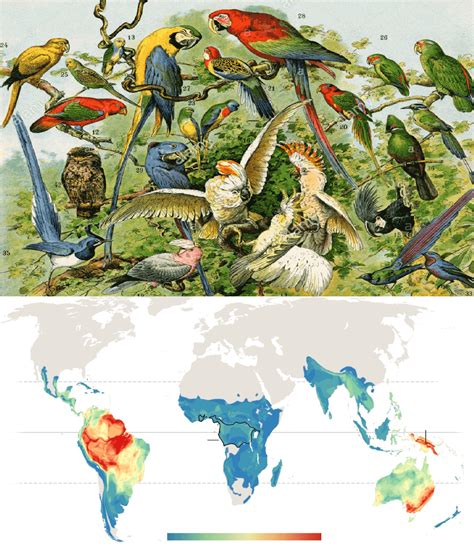 Where do parrots live - Parrot habitat | Parrot natural habitat and as pets