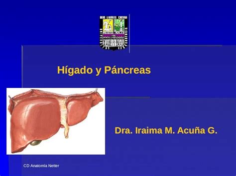 Ppt Gl Ndulas Anexas Al Aparato Digestivo H Gado Y V As