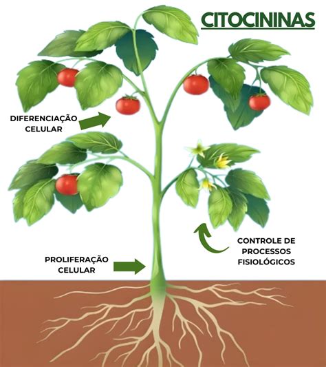 Citocininas A Peça Chave para o Crescimento e Desenvolvimento das