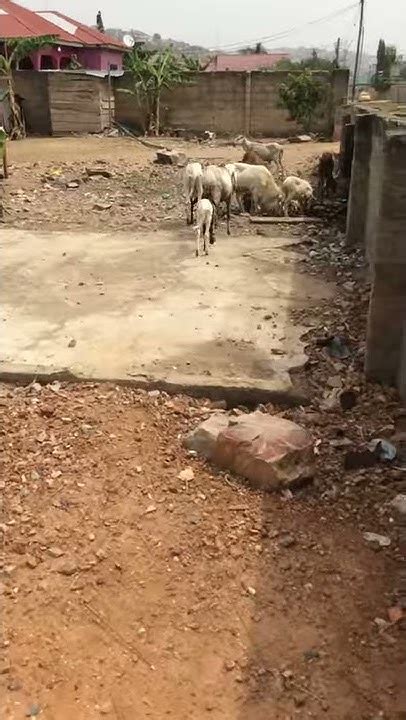 Ghana Goats Wander Around On Their Own Youtube