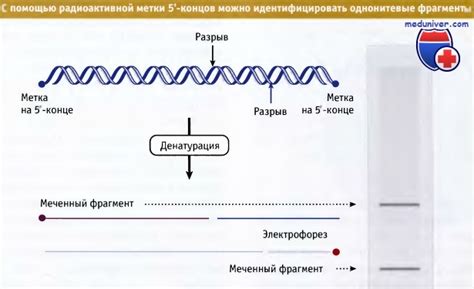 Структура ДНК нуклеосом