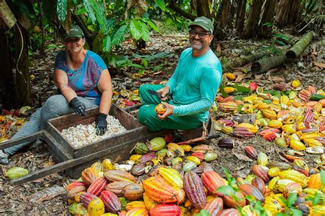 Produtora de cacau da Bahia ganha prêmio ATeG 2023