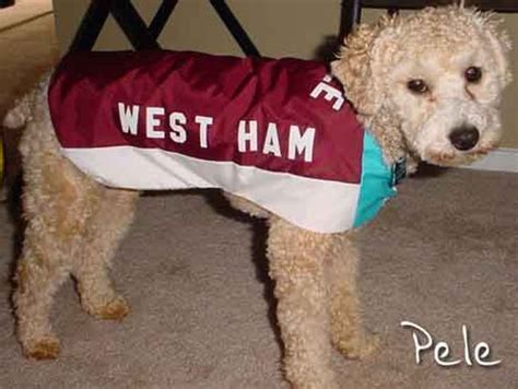 West Ham Personalised Dog Coat Size Extra Small 10 All