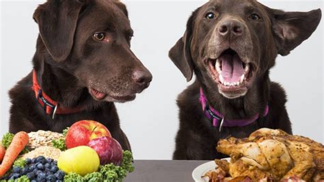 qué verduras puede comer los perros Actualizado julio 2024