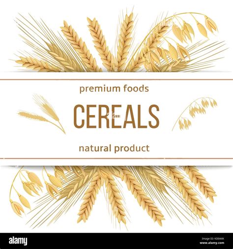 Wheat Barley Oat And Rye D Icon Vector Set Four Cereals Grains And