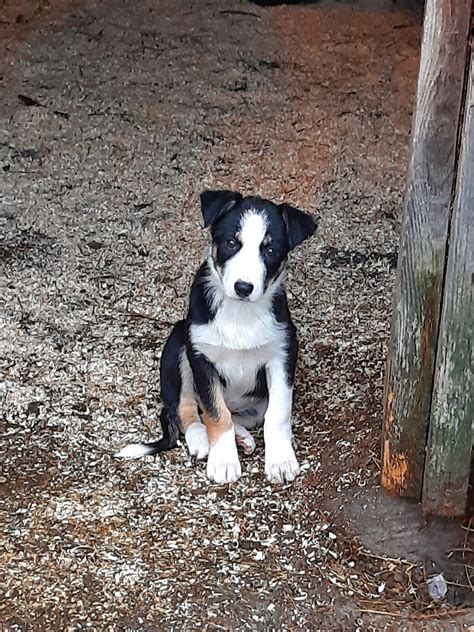 Border Collie Kvelpar Til Salgs Leverings Klare Finn Torget