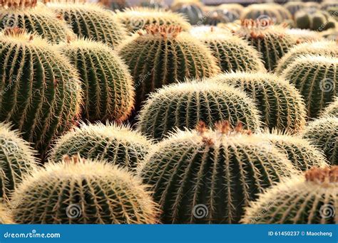 Tubiflora De Echinopsis Cacto Da Bola Imagem De Stock Imagem De